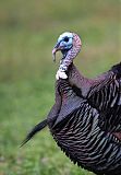 Wild Turkey